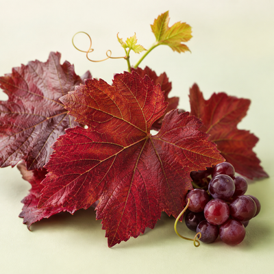 Red Vine Leaf